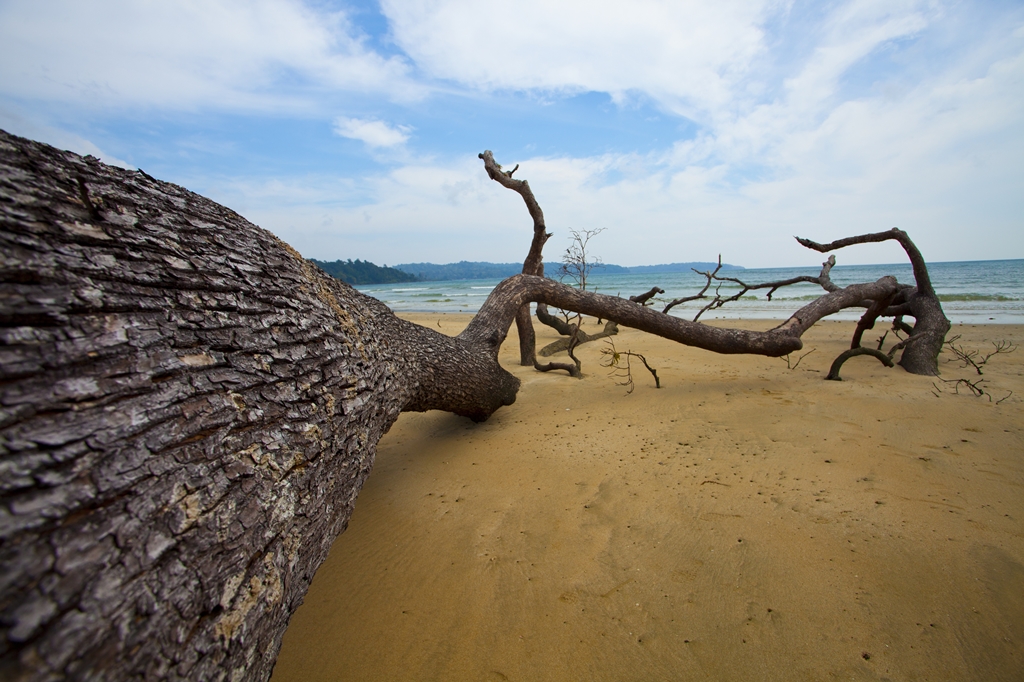 A large fallen tree lies on a sandy beach with a few branches stretching towards the sea. The sky is partly cloudy, and gentle ocean waves are visible in the background.