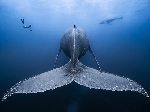 A diver swims near a large whale, photographed from behind its tail, with another whale visible in the distance in the deep blue sea.