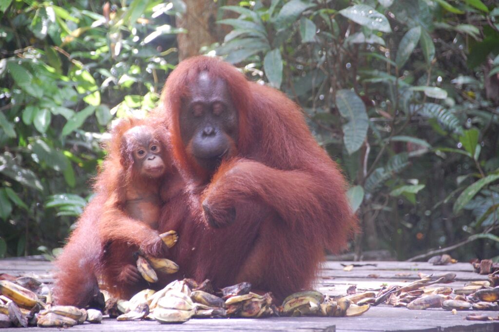 An adult orangutan sits closely with a baby orangutan, surrounded by banana skins on a wooden platform in a lush, green forest. The baby looks at the camera whilst the adult gazes downwards.