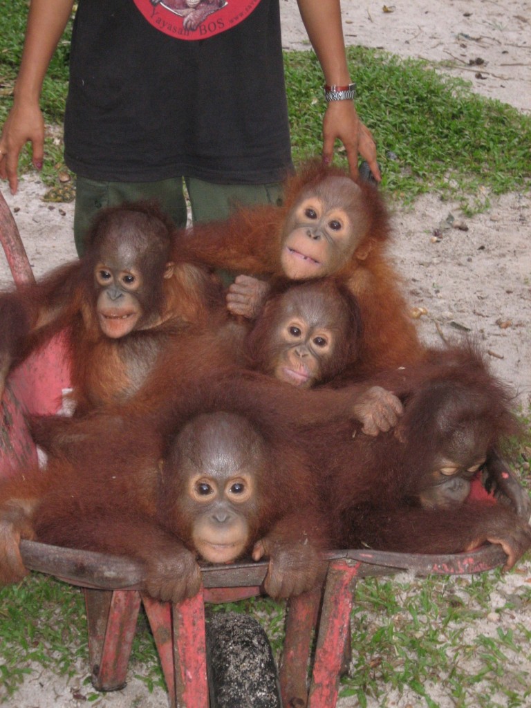 Four baby orangutans sit close together in a red wheelbarrow, looking curiously at the camera. A person stands behind them, their hands resting on the handles. The scene is outdoors on grass and soil.