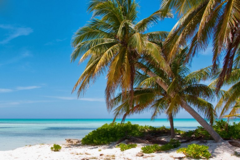 Tropical beach with white sand, clear turquoise water, and tall palm trees under a bright blue sky. Some green bushes grow near the shore. The scene looks peaceful and sunny.