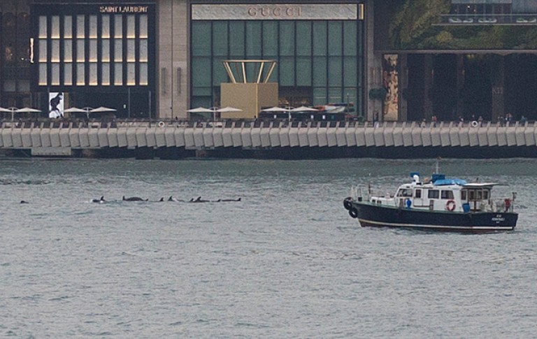 A group of dolphins swim near the surface in a body of water, while a small boat floats nearby. In the background, upmarket shopfronts including Gucci and Saint Laurent line the waterfront.