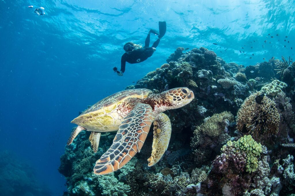 A snorkeller swims near a large sea turtle gliding over a vibrant coral reef in clear blue water, surrounded by various corals and small fish.