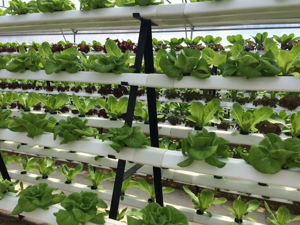 Rows of leafy green and red lettuce plants growing in a vertical hydroponic system inside a glasshouse, supported by white horizontal pipes and a black frame.