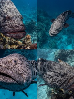 Four underwater photos of a large, mottled grouper fish swimming near coral reefs in clear blue water, showing close-up and side views of its face and body.