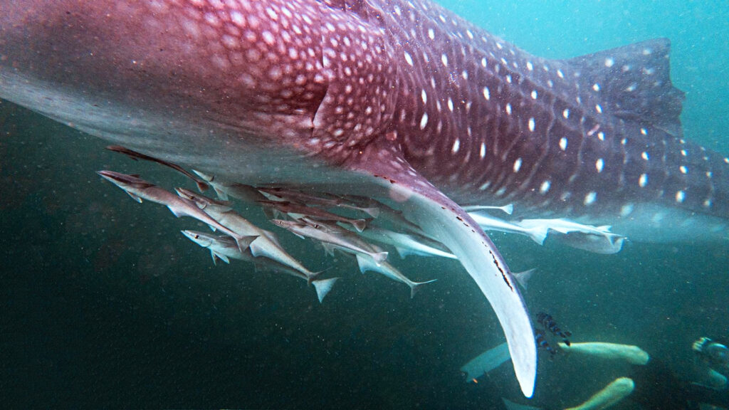 Close-up underwater view of a whale shark swimming with several smaller fish, including remoras, attached to its underside. The whale shark’s spotted skin and large fin are clearly visible.