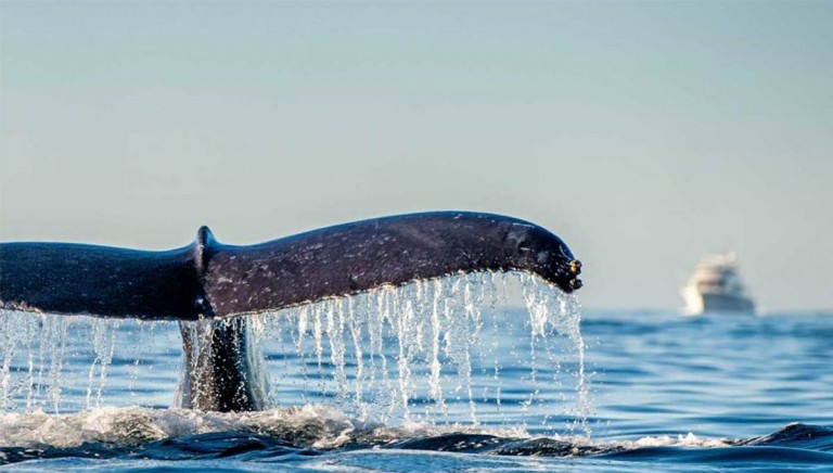 A close-up of a whale’s tail as it emerges from the ocean, water streaming off the flukes. In the background, a boat is visible on the calm sea under a clear sky.
