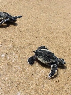 Two baby sea turtles crawl on wet sand towards the sea, leaving faint tracks behind them. The scene suggests a journey from their nest towards the water.