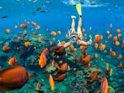 A person snorkelling underwater reaches out towards a large group of vibrant orange fish swimming around a colourful coral reef in clear blue water.